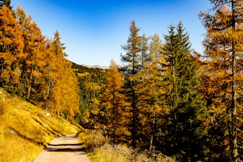 Foto profissional grátis de árvores, caminho, floresta