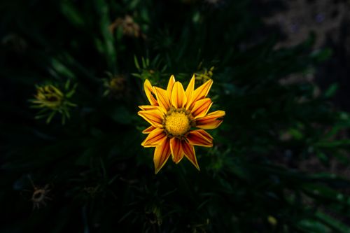 Free Detailed view of a vibrant yellow Gazania flower in full bloom against a lush green background. Stock Photo
