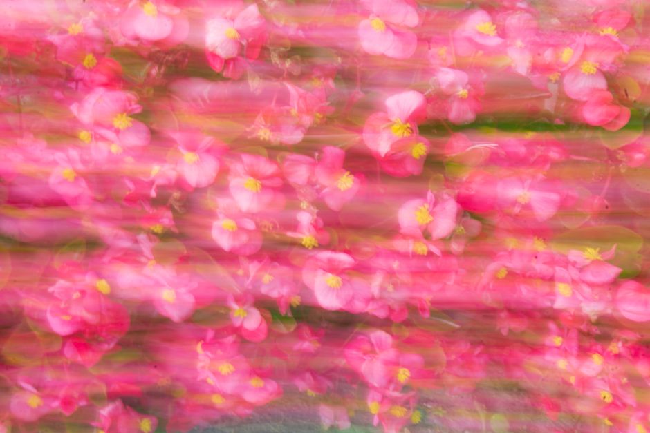 Colorful and dynamic abstract image of pink flowers captured with motion blur, creating a vibrant visual effect.