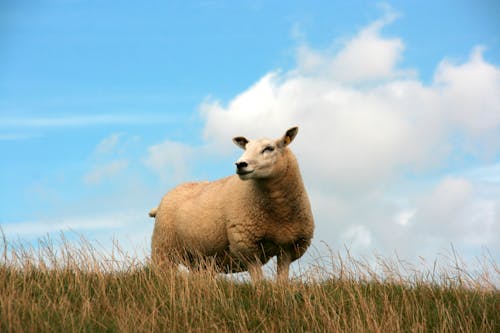 Free Brown Sheep on Green Grass Field Under Blue Sky Stock Photo