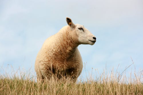 Free Brown Sheep on Green Grass Stock Photo