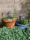 Viola tricolor in pots on lawn in sunlight