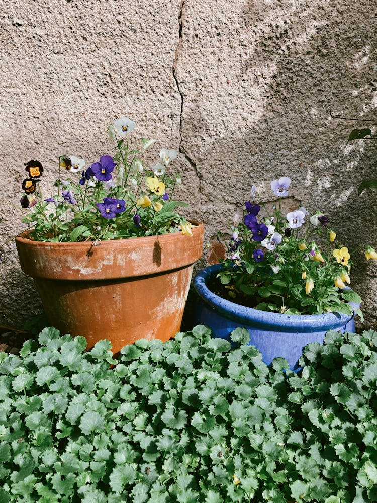 Viola Tricolor In Pots On Lawn In Sunlight