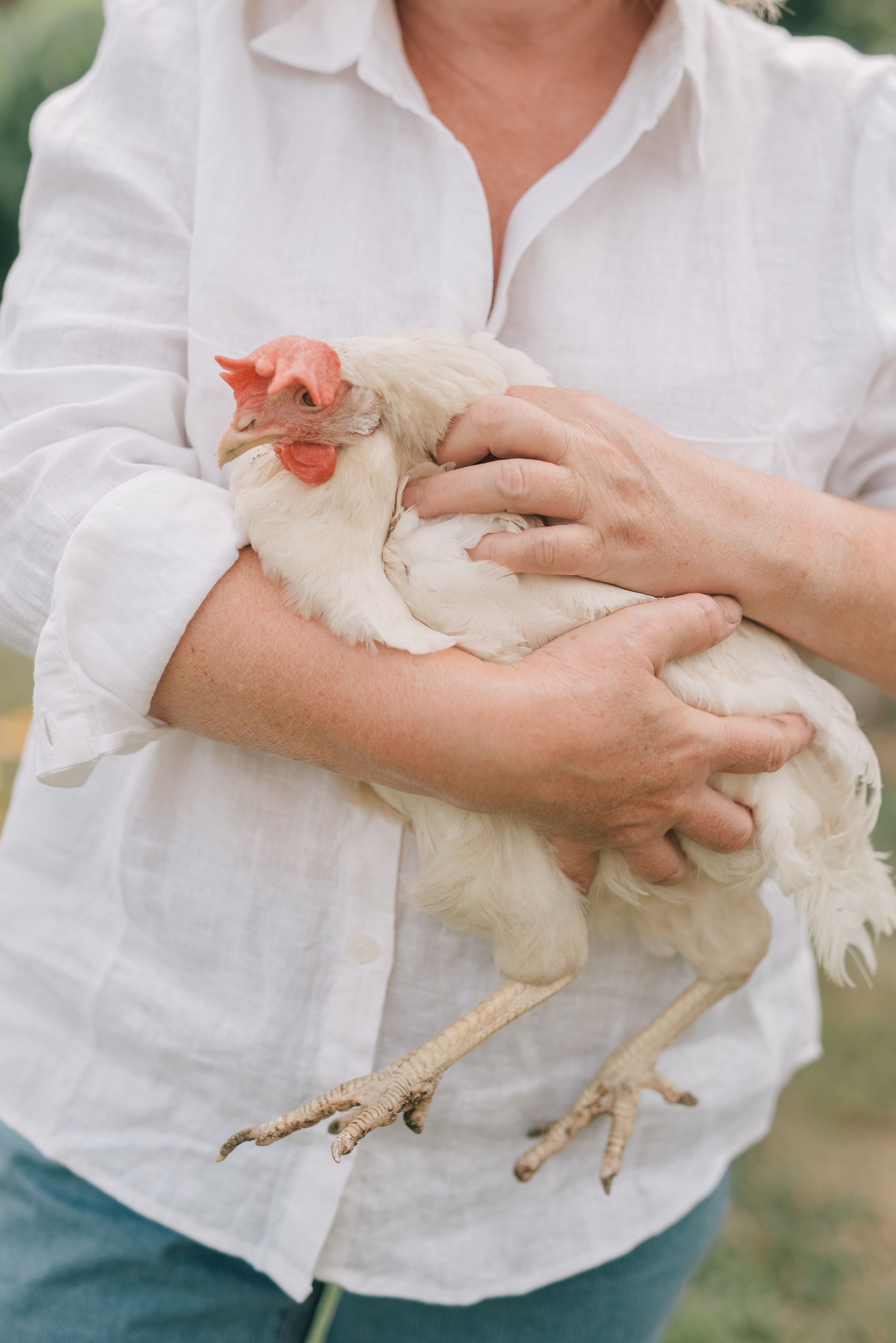 Close-up of a person holding a white chicken outdoors, showcasing animal care.