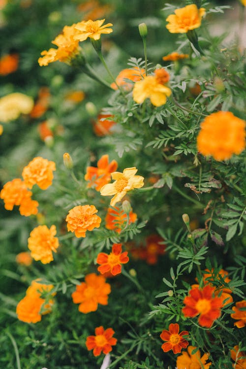 Orange Flowers With Green Leaves