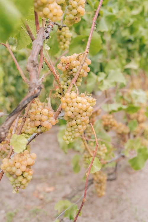 Free Grapes on Vineyard Stock Photo