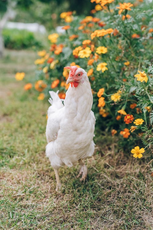 Walking White Hen on Grass