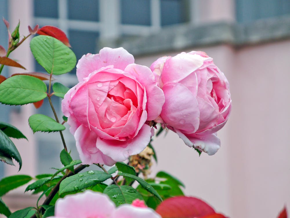 Free Pink Roses in Bloom Stock Photo