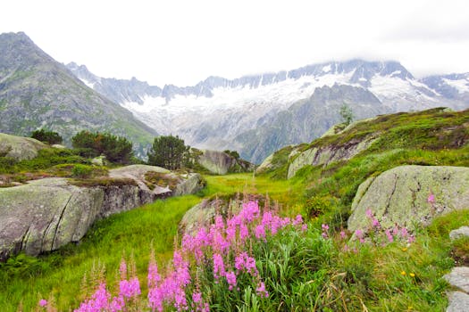 Vibrant purple flowers and rocky terrain under majestic mountains and clear sky.