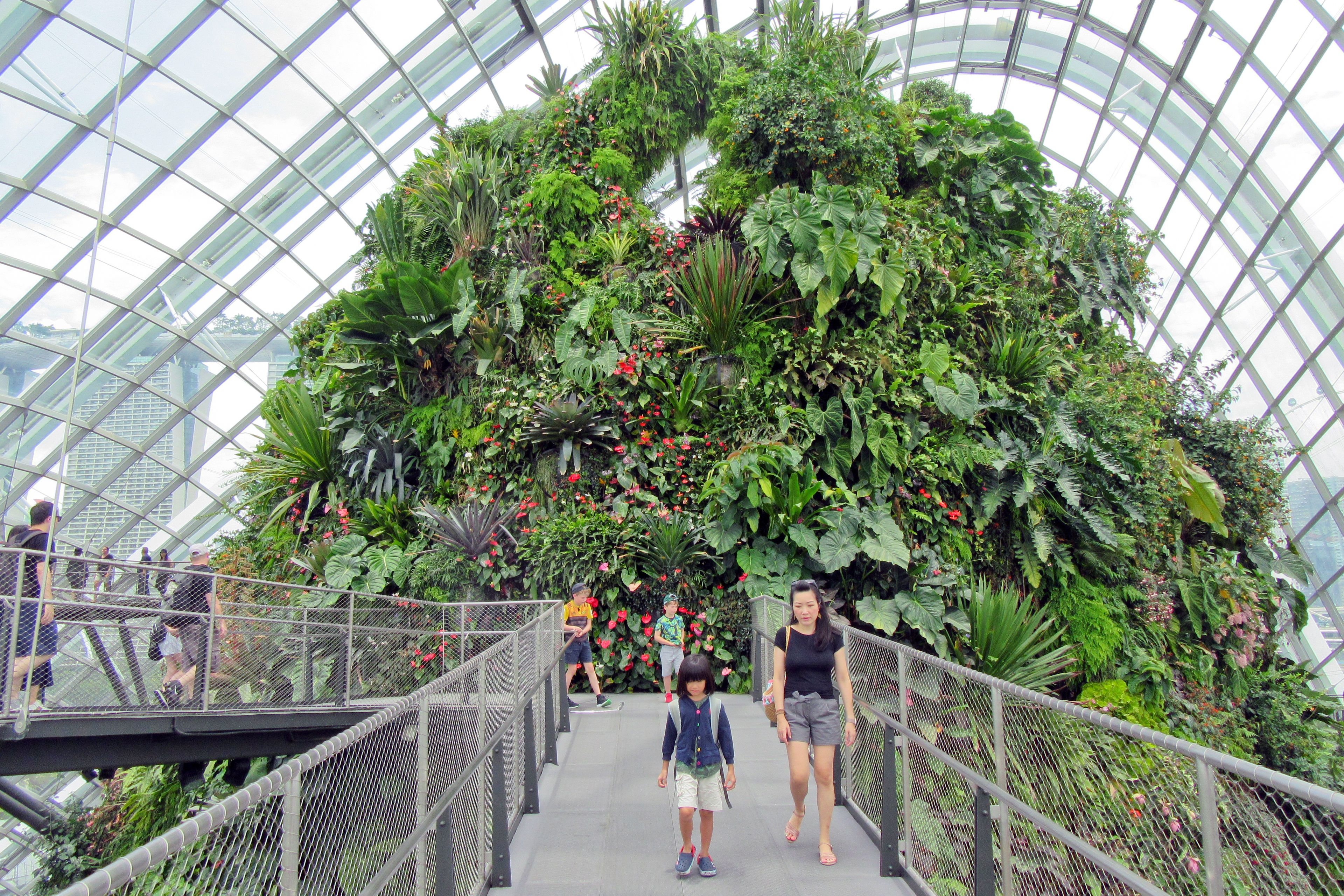 People enjoying the lush tropical plants and elevated walkway in the famous Gardens by the Bay's Cloud Forest.