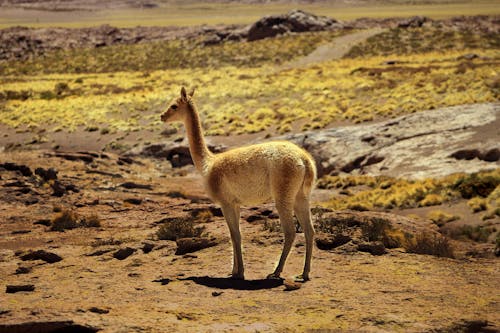 Brown Llama on Brown Field