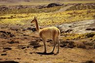 A vicuna standing in the vast Atacama Desert landscape in San Pedro de Atacama, Chile.