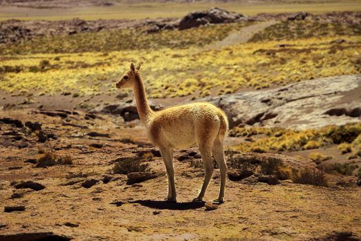 A vicuna standing in the vast Atacama Desert landscape in San Pedro de Atacama, Chile.