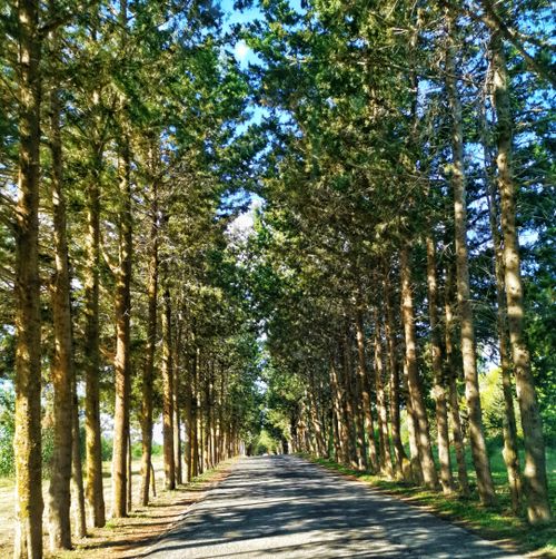 Free stock photo of beautiful, trees, way Stock Photo