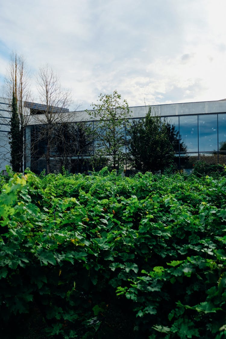 Modern Glass Building Near Green Thicket