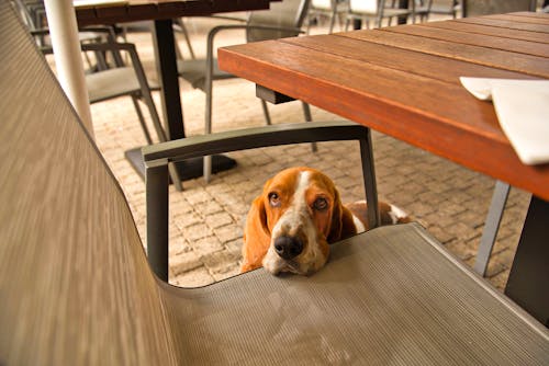 A Cute Basset Hound Leaning on a Chair