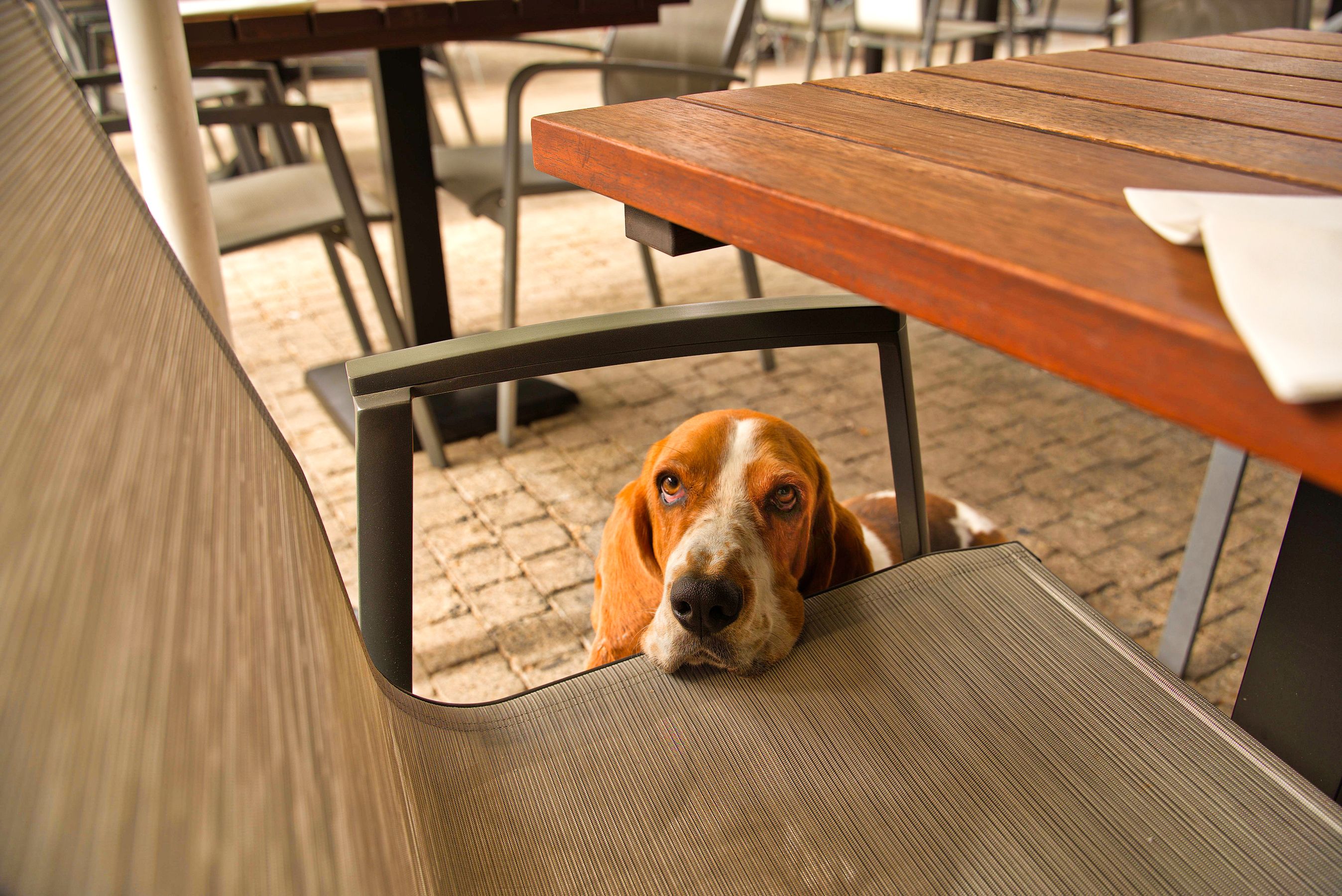Basset wyglądający spod stołu w ogródku restauracyjnym
