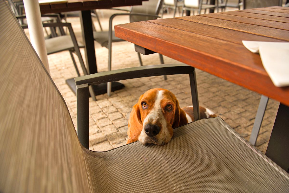 Hunde im Restaurant erlaubt? Wirt entscheidet, Küche tabu (2026)
