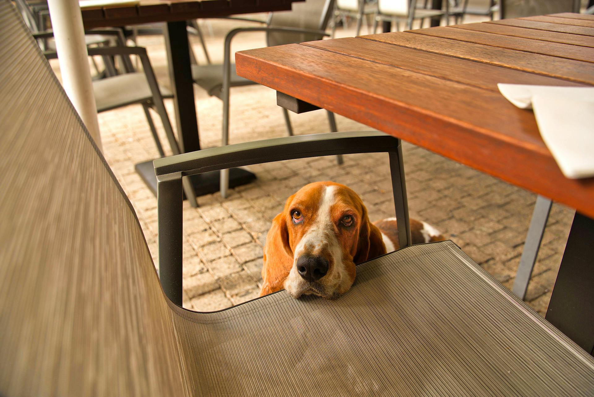 Un joli basset se penche sur une chaise