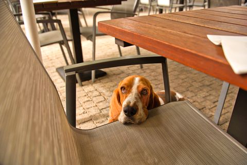 Hunde im Restaurant erlaubt? Wirt entscheidet, Küche tabu (2026)