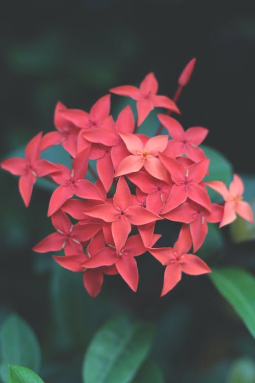 Fotobanka s bezplatnými fotkami na tému červené kvety, flóra, ixora