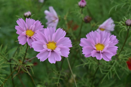 Gratis arkivbilde med anlegg, blomsterblad, flora