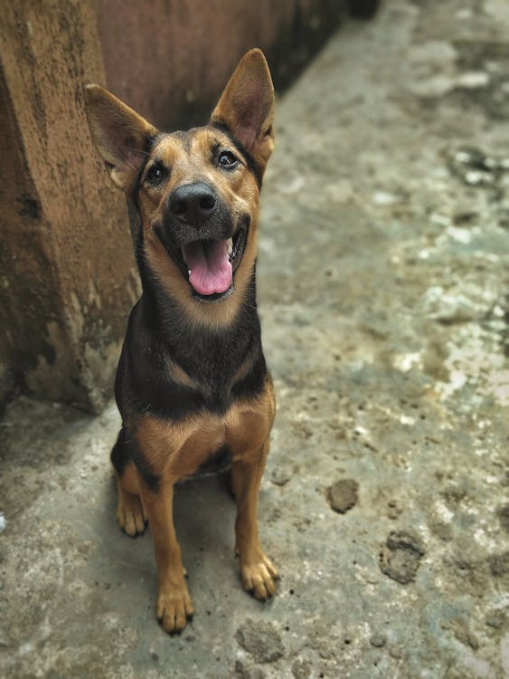 A Cute Dog Sitting on a Floor · Free Stock Photo A Cute Dog Sitting on a Floor · Free Stock Photo