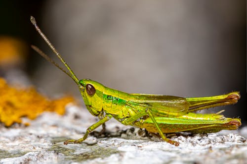 Green Grasshopper in Close-Up Photography