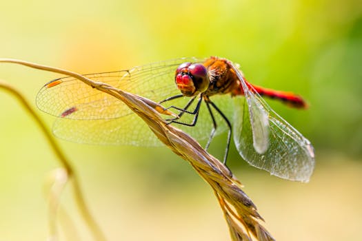 Close-up of a vibrant red dragonfly resting on a plant stem with delicate wings.