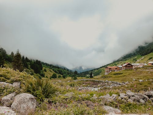 Imagine de stoc gratuită din câmp, case, copaci verzi