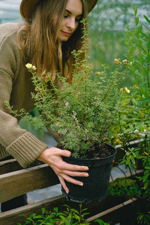 Crop positive female gardener in sweater and hat putting lush green potted plant on wooden bench in hothouse