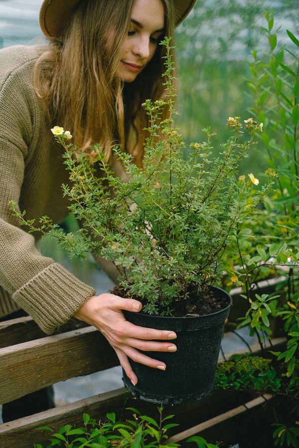 Dreamy gardening courses for plant lovers — cozy indoor garden corner with lush houseplants, fresh herbs, and soft natural light, best online gardening classes to take this season Dreamy gardening courses for plant lovers — cozy indoor garden corner with lush houseplants, fresh herbs, and soft natural light, best online gardening classes to take this season