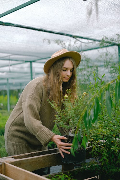 Attractive calm female gardener wearing warm sweater and hat placing verdant potted plant on wooden bench in modern hothouse