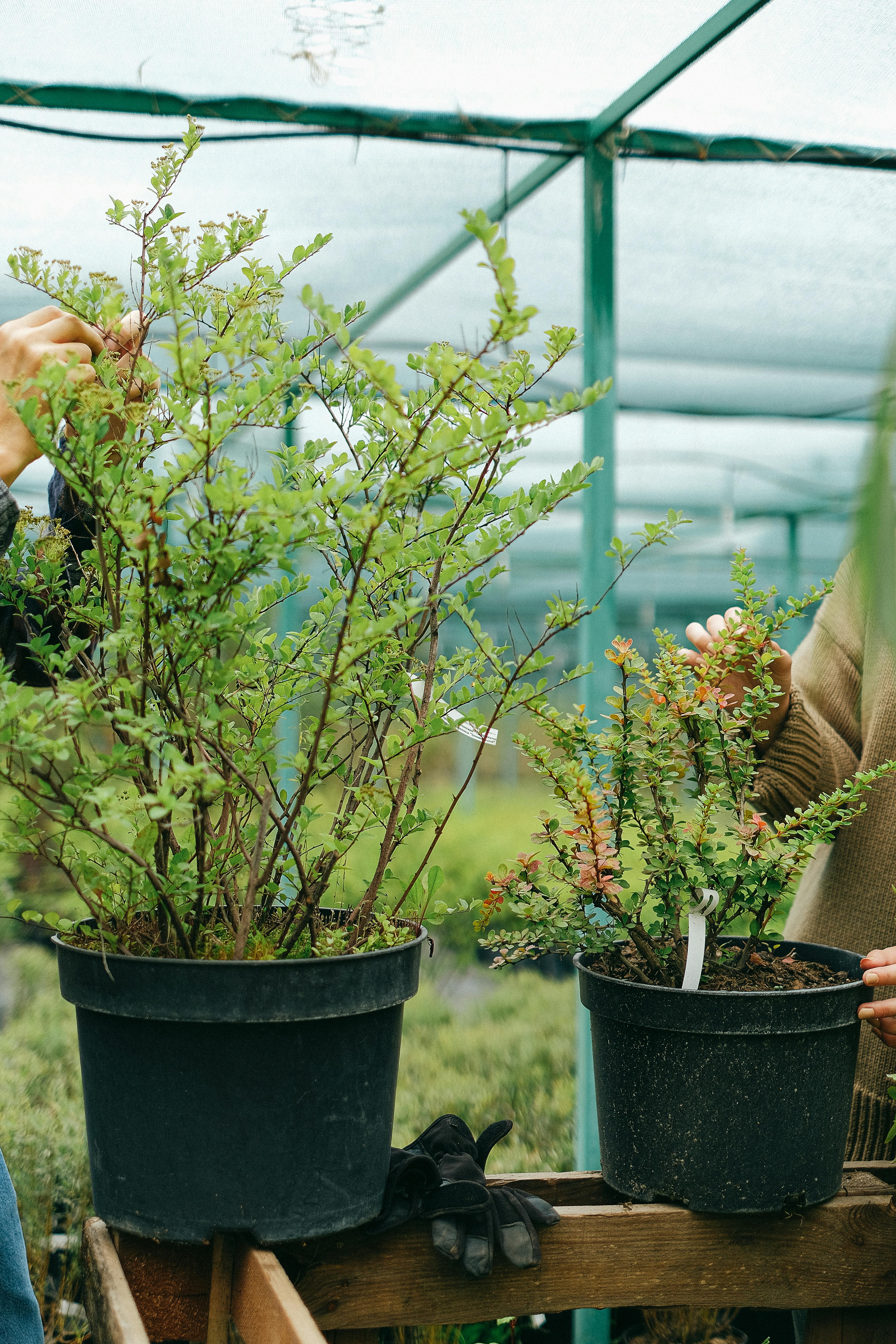 crop faceless horticulturists working in lush greenhouse