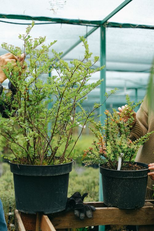 Free Crop unrecognizable gardeners removing dry leaves from potted plants while working together in modern lush botanical garden Stock Photo