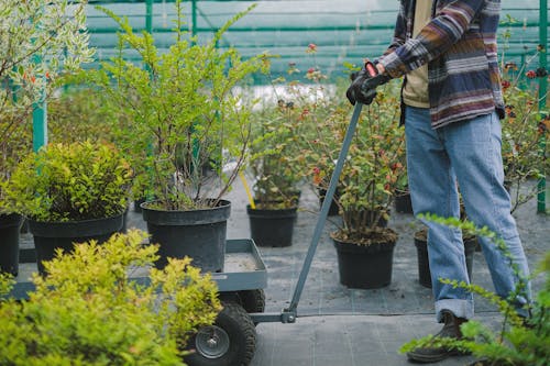 Crop faceless farmer in casual outfit and protective gloves carrying lush green plants on gardener cart while working in hothouse