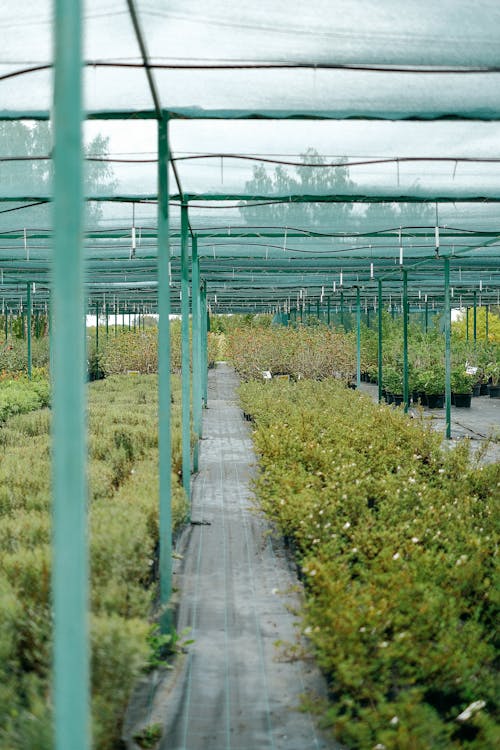 Imagine de stoc gratuită din abundență, agricultură, agronomie