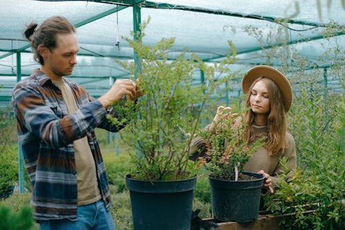 Positive young gardeners in casual clothes removing dry leaves from lush green potted plant growing in greenhouse