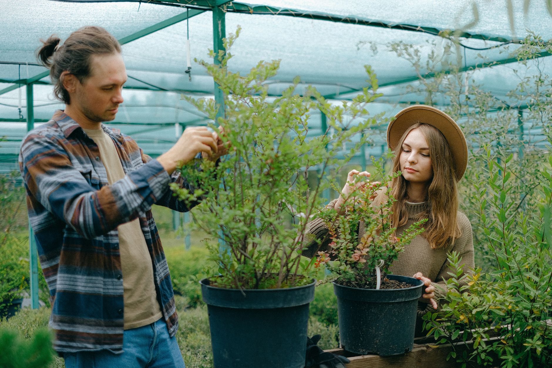 Positive young gardeners in casual clothes removing dry leaves from lush green potted plant growing in greenhouse