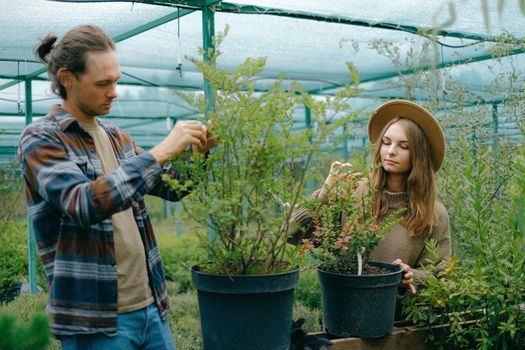 Positive young gardeners in casual clothes removing dry leaves from lush green potted plant growing in greenhouse