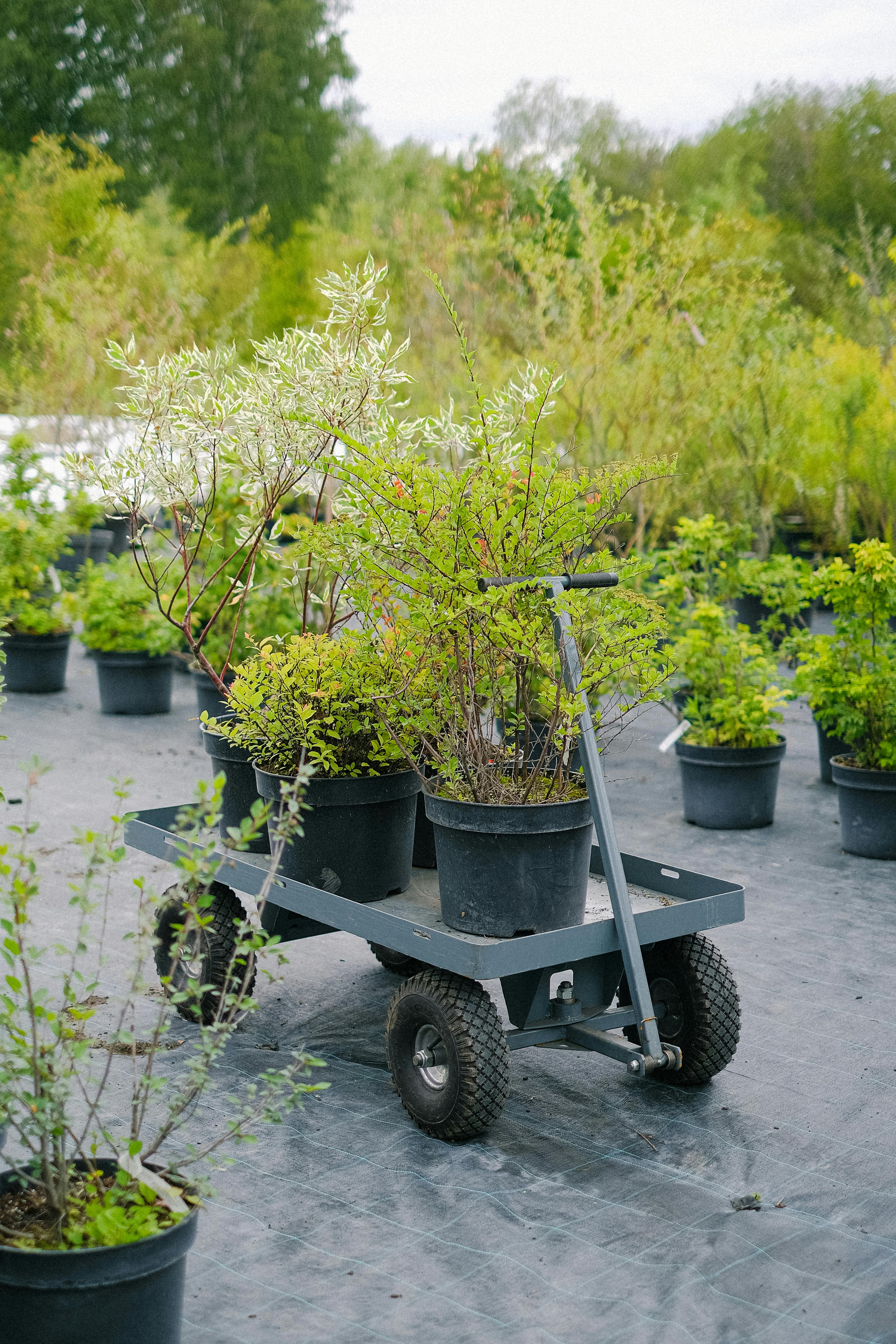 potted lush plants on cart in garden