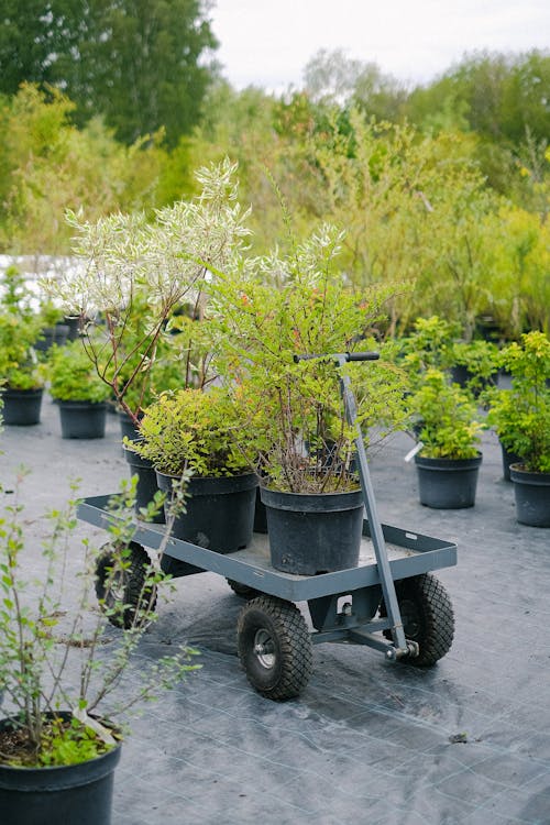 Green verdant plants placed on gardener cart in botanical garden on clear summer day