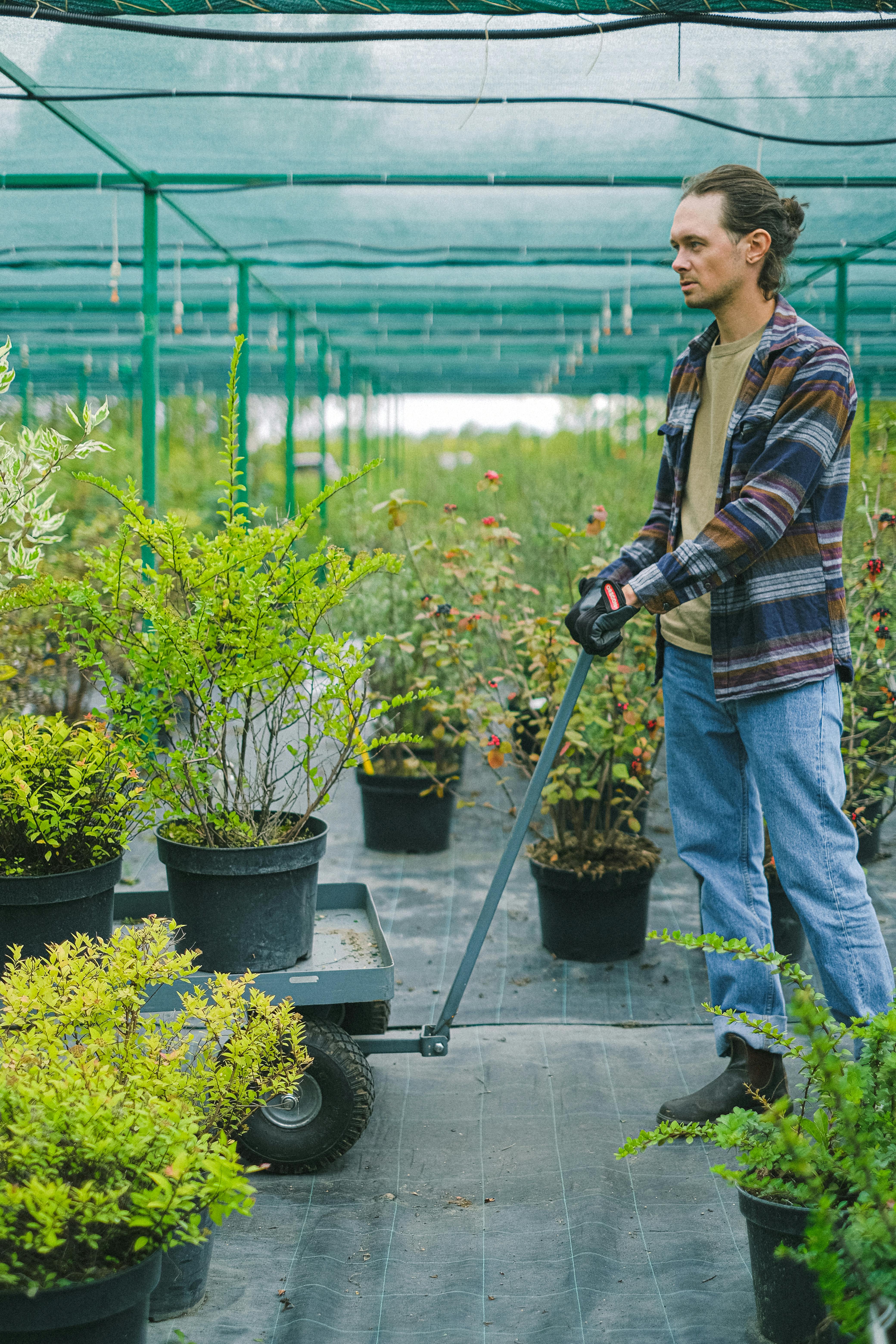 male gardener pushing wheelbarrow with potted plants in greenhouse