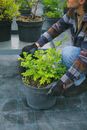 Crop calm male farmer in casual wear sitting on haunches near verdant lush plant cultivated in pot in green garden
