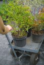 Crop faceless gardener pushing cart with green verdant plants while working in greenhouse