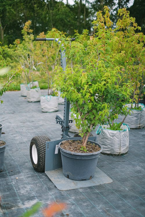 Big lush potted plant placed on cart in garden