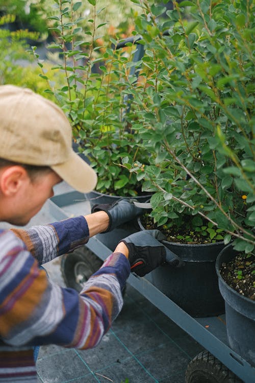 Free High angle side view of male farmer arranging seedlings on cart while working in hothouse Stock Photo