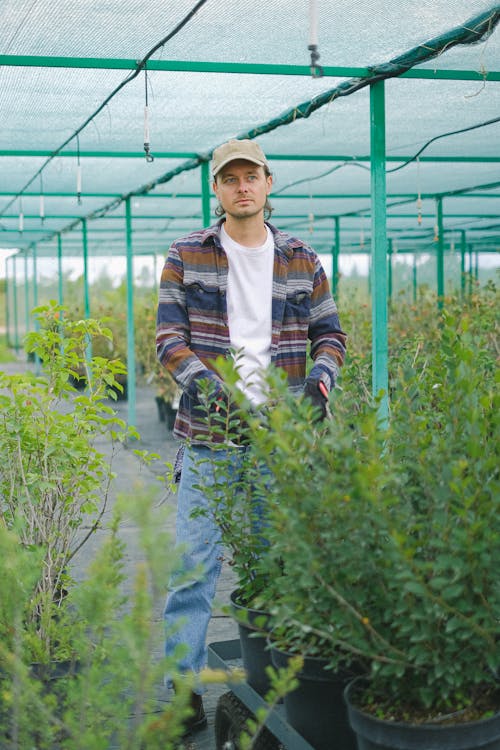 Serious male farmer carrying cart with green potted seedlings and working in hothouse with various vegetation