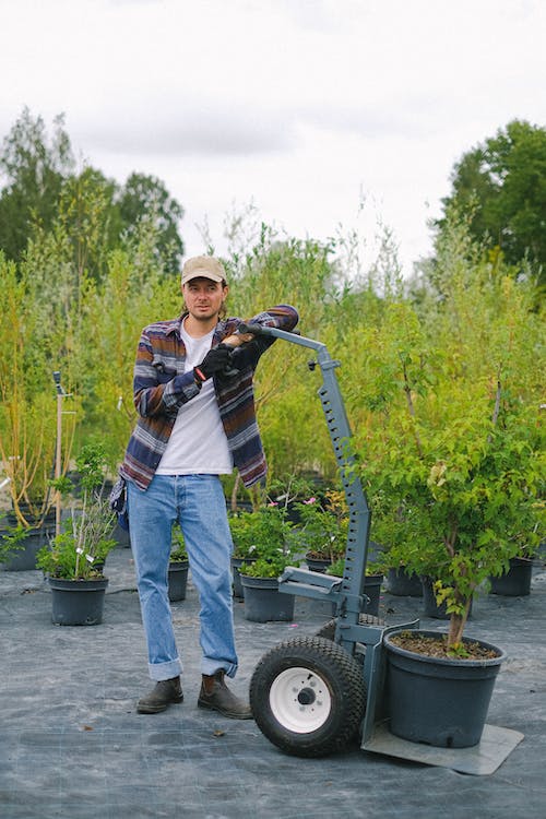 Full body of male worker standing near garden cart with potted seedling in farm