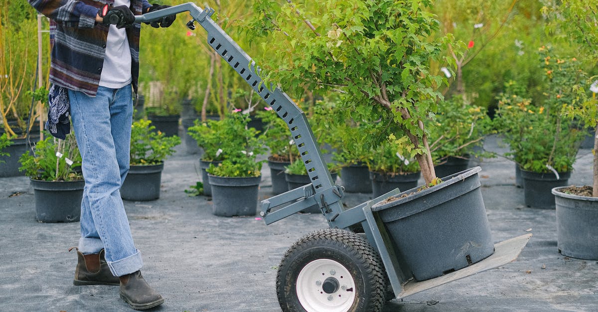 How to grow garlic in pots in spring